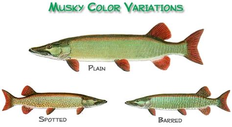 Musky Mouse in Tagalog.